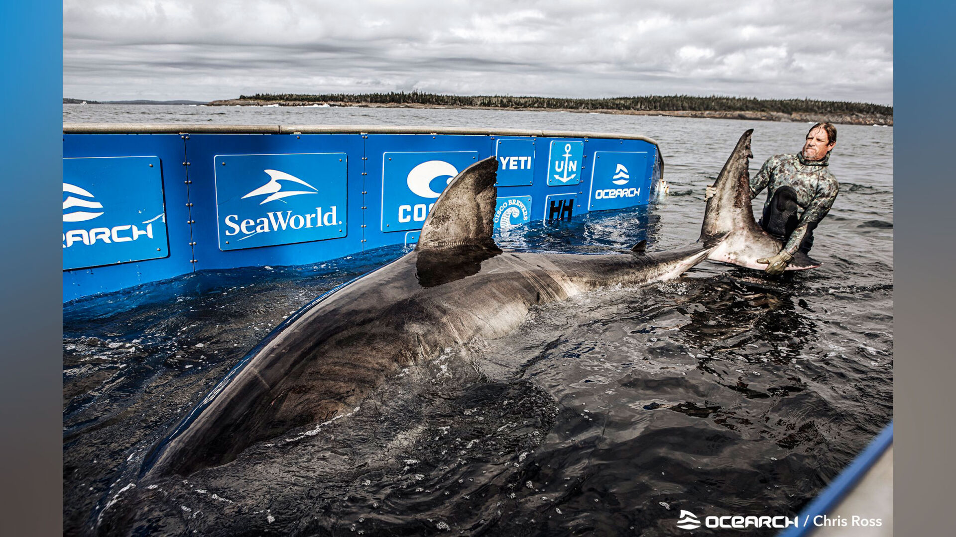 Massive, 50-year-old great white shark dubbed 'Queen of the Ocean' caught off Nova Scotia